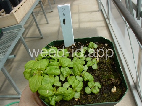 mint, perilla